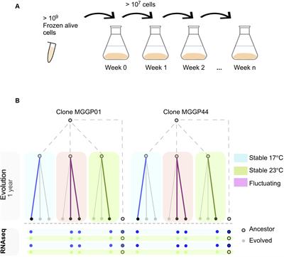 Evolution and Plasticity of the Transcriptome Under Temperature Fluctuations in the <mark class="highlighted">Fungal Plant Pathogen</mark> Zymoseptoria tritici